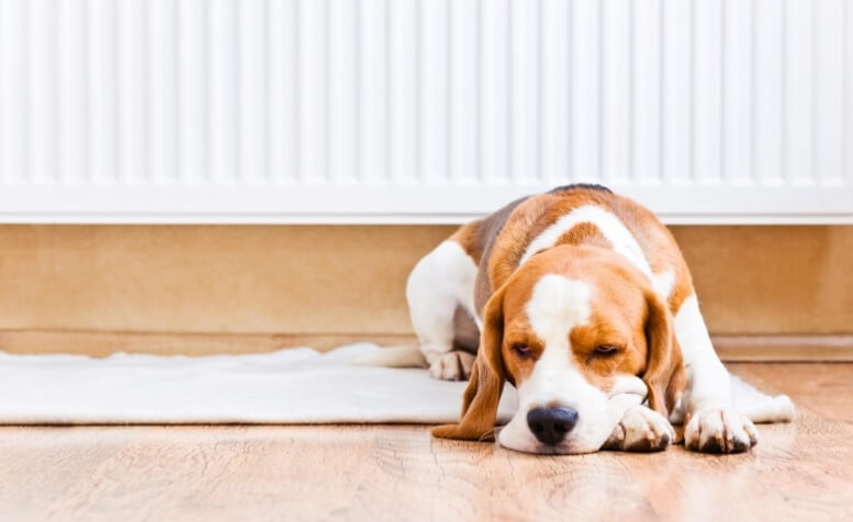 Hond voor een radiator